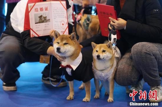 宠物狗南京举行集体婚礼 嗨翻宠物文化节