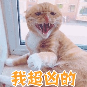 拥有这六种“很有灵性”的猫咪，你必定很有福气！