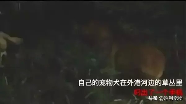 一夜之间南京这只金毛犬火了！这样的故事竟然是真的