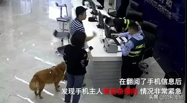 一夜之间南京这只金毛犬火了！这样的故事竟然是真的