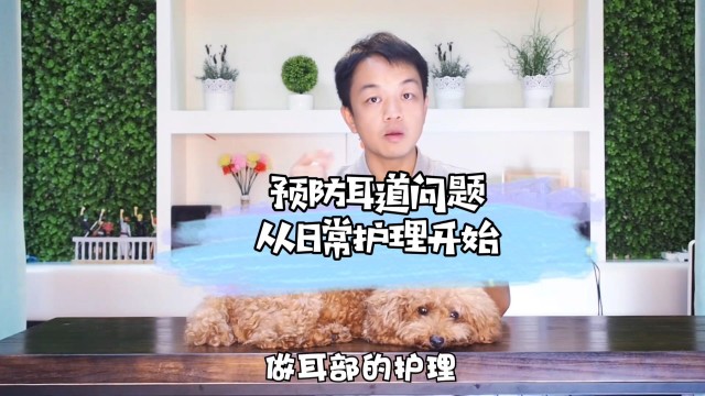 不想狗狗耳朵臭臭还长螨虫？给它滴耳吧，不听话可以这么弄