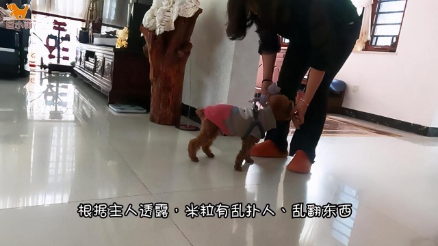 狗狗乱咬手脚纠正实录：贵宾犬「米粒」是怎么变乖的