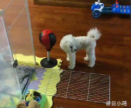 比熊犬爱咬小朋友脚后跟主人打过狗的鼻头狗不再亲人