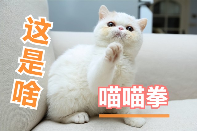 为什么后院猫成了“铲屎官”人人喊打的对象？到底什么是后院猫？