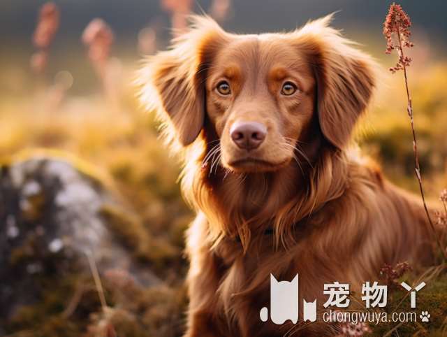 博美犬耐寒吗？