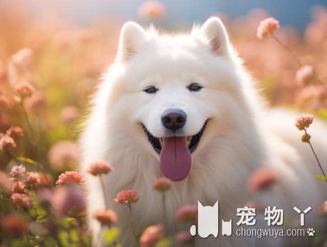 拉布拉多犬寿命强？