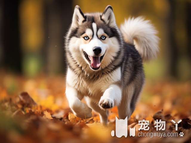 罗威纳犬会咬人吗？