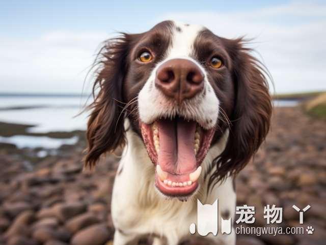 南京功夫狗宠物训练寄养学校，狗狗会在这里过得比在家里还开心吗?