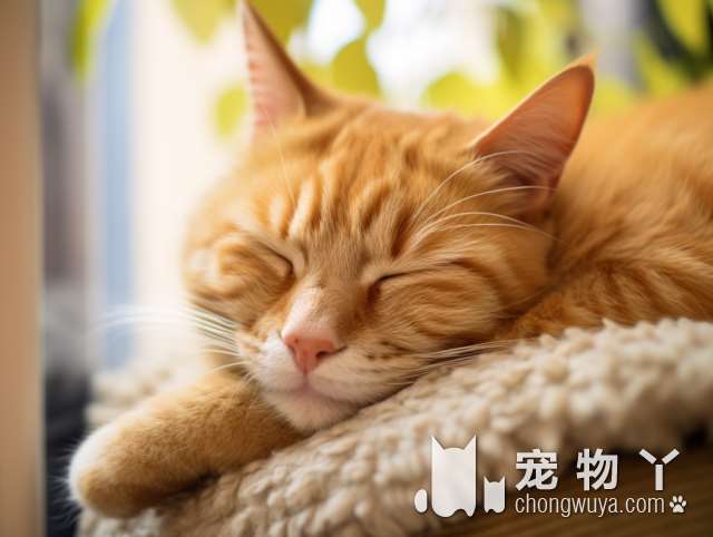 寻觅宠物猫狗的你，为何不来南京宫之宠CKU犬舍直营选购？