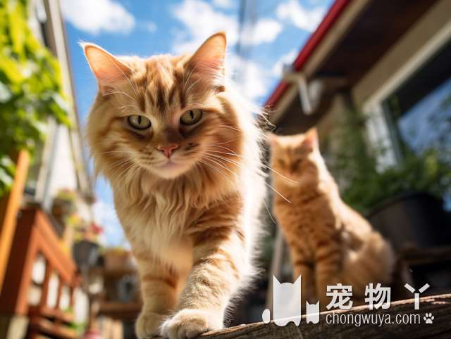 银猫是哪个国家的？