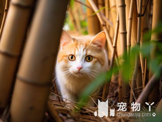 京剧猫西门是哪个品种的猫？