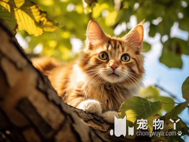 猫咪洗护，南京布丁宠物值得信赖吗?