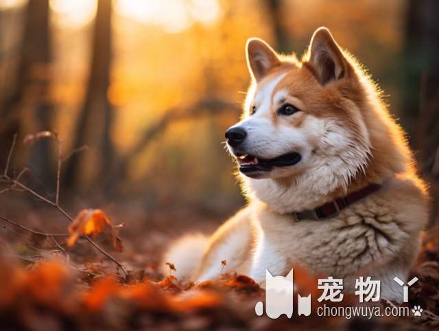 怎样将一只小狗从南京带去南通？