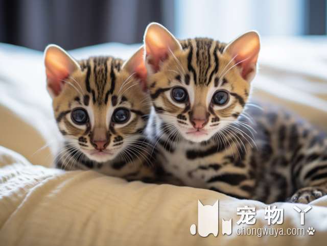 情侣盗用朋友圈猫图，南京男子购宠物猫被骗120000元, 你怎么看？
